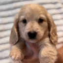 Dachshund (Miniature Long Haired)