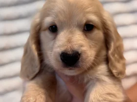 Dachshund (Miniature Long Haired)