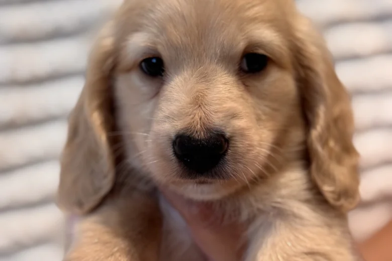 Dachshund (Miniature Long Haired)