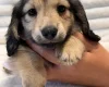 Dachshund (Miniature Long Haired)