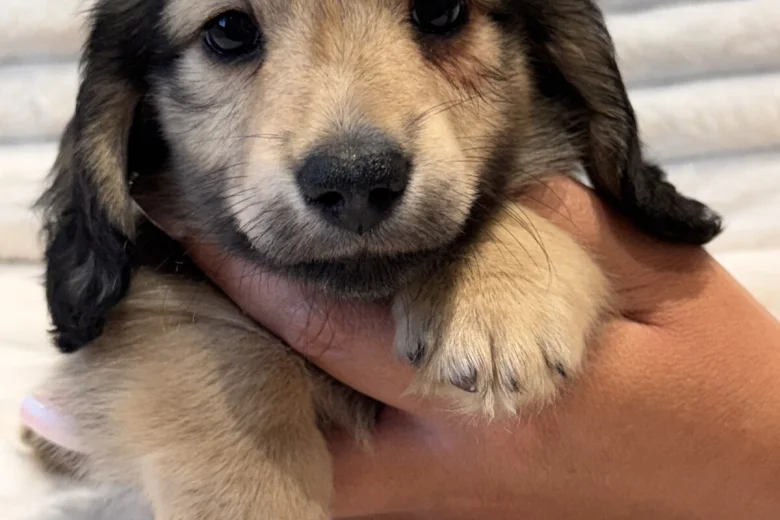 Dachshund (Miniature Long Haired)