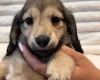 Dachshund (Miniature Long Haired)