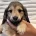 Dachshund (Miniature Long Haired)