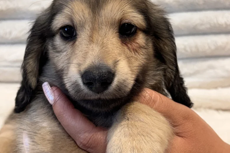 Dachshund (Miniature Long Haired)