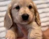Dachshund (Miniature Long Haired)