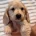 Dachshund (Miniature Long Haired)