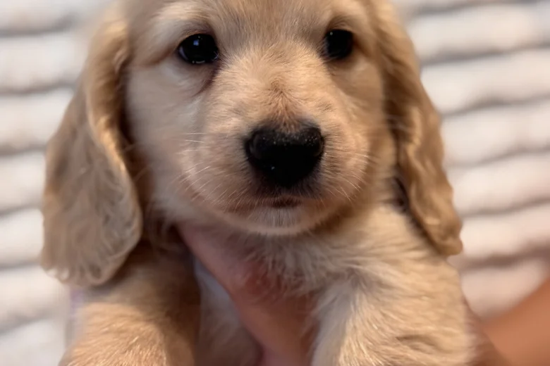 Dachshund (Miniature Long Haired)