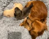 Dachshund (Miniature Long Haired)