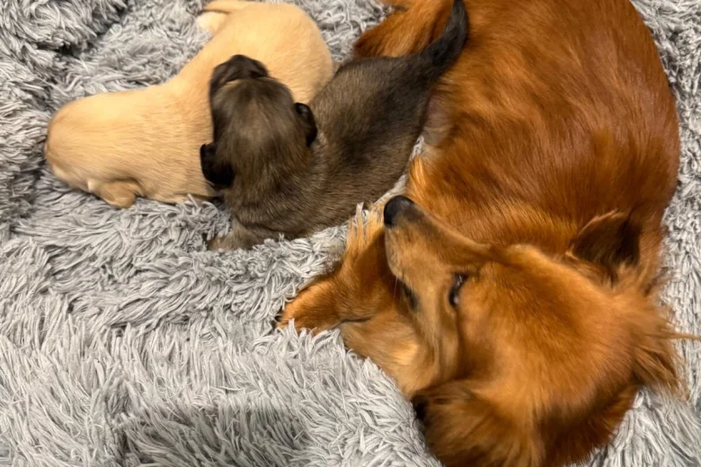 Dachshund (Miniature Long Haired)