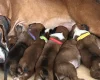 Boxer