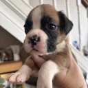 Boxer