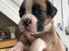Boxer