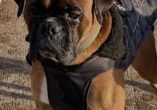 Stud