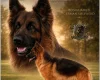 German Shepherd (Alsatian)