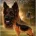 German Shepherd (Alsatian)