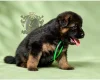 German Shepherd (Alsatian)