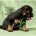 German Shepherd (Alsatian)