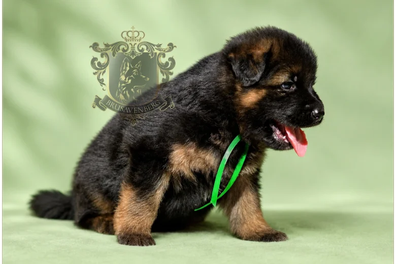 German Shepherd (Alsatian)
