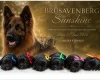 German Shepherd (Alsatian)