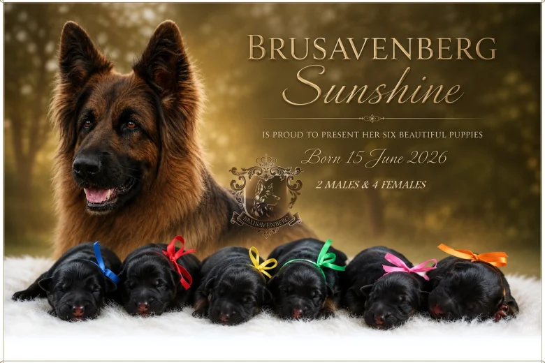 German Shepherd (Alsatian)