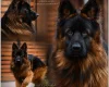 German Shepherd (Alsatian)