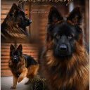 German Shepherd (Alsatian)