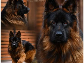 German Shepherd (Alsatian)