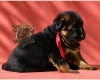 German Shepherd (Alsatian)