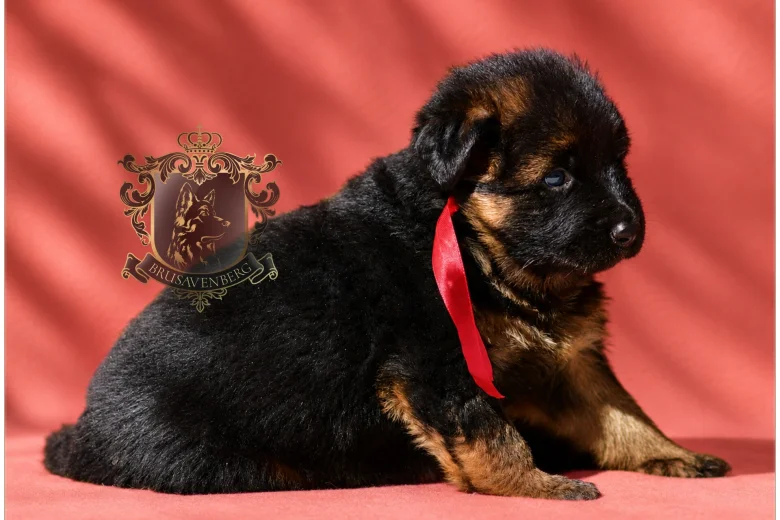 German Shepherd (Alsatian)