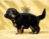 German Shepherd (Alsatian)