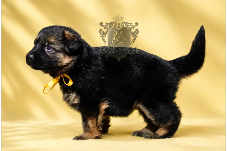 German Shepherd (Alsatian)