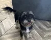 Morkie
