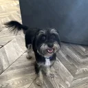 Morkie