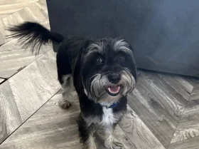 Morkie