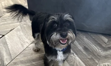 Morkie