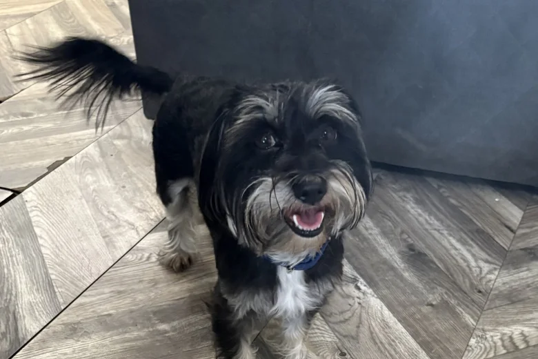 Morkie