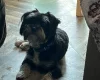 Morkie