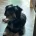 Morkie