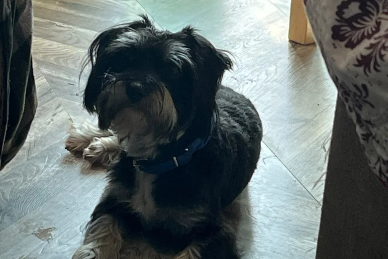 Morkie