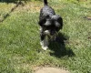 Morkie