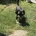 Morkie