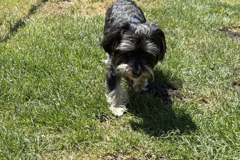 Morkie