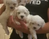 Maltese