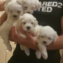 Maltese