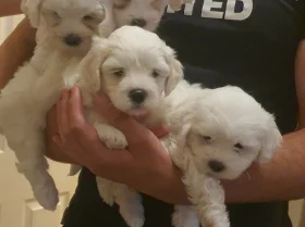 Maltese