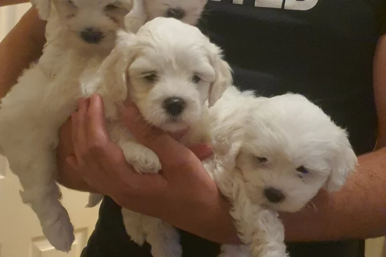 Maltese