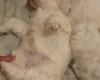 Maltese
