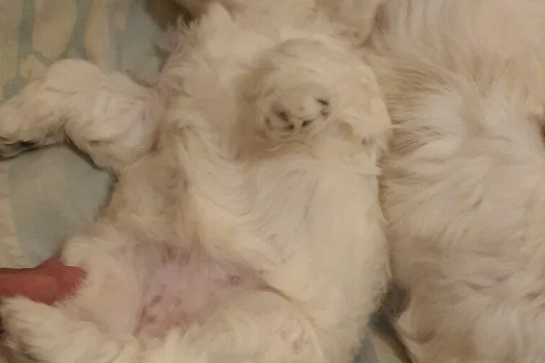 Maltese