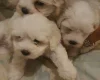 Maltese