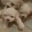 Maltese